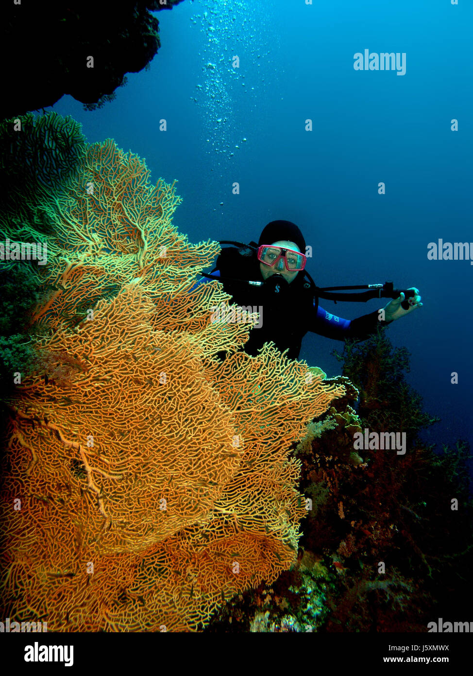 diver in the coral reef Stock Photo