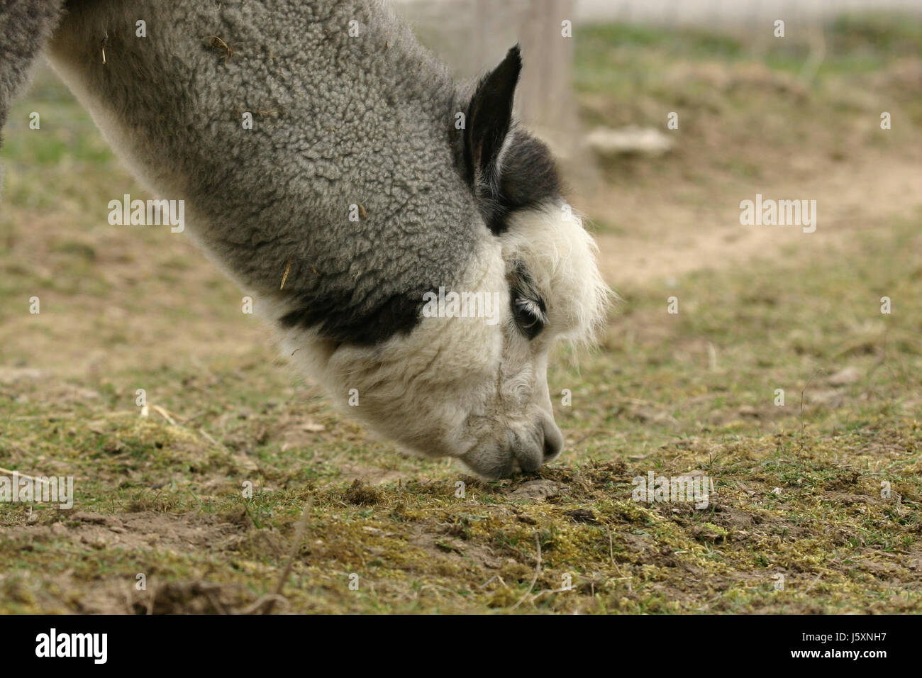 animal south america farm animal alpaca llama animal black swarthy jetblack Stock Photo