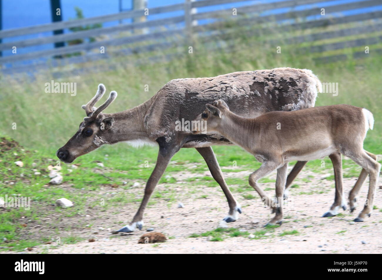 mother mom ma mommy finland reindeer baby sweden norway scandinavia iceland Stock Photo