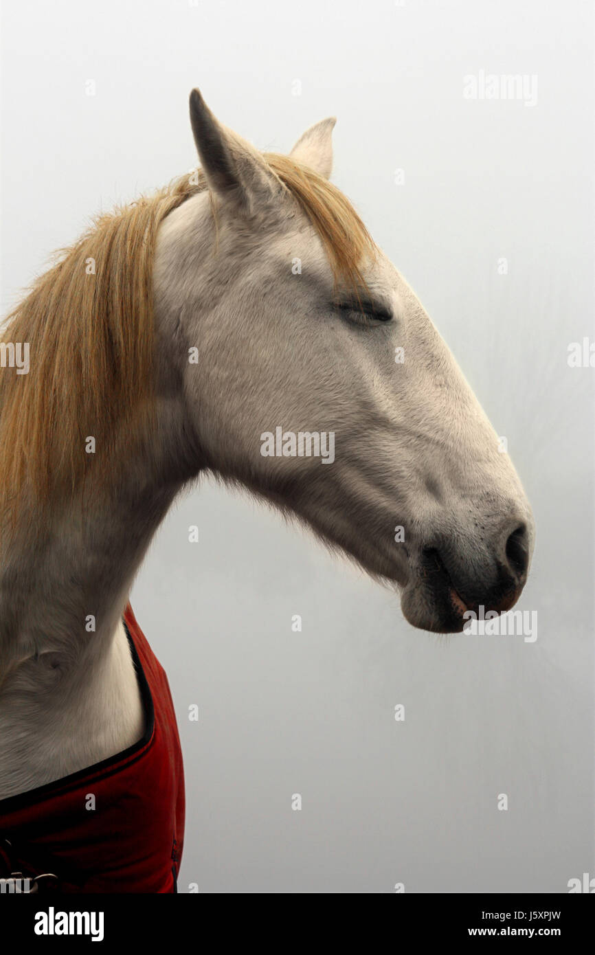 Андалузская лошадь белоснежная. Horses dreaming. Horses dreaming. Арабская лошадь. Мечта альянса лошадь.