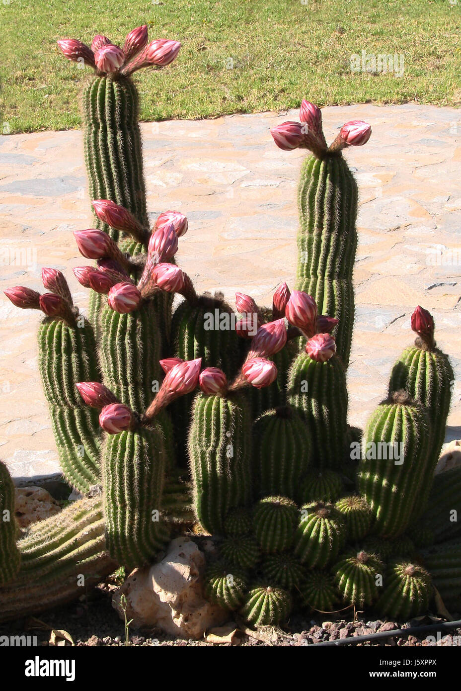 blossoms thorns cactus bleed ribs green columns prickle thorns buds ...