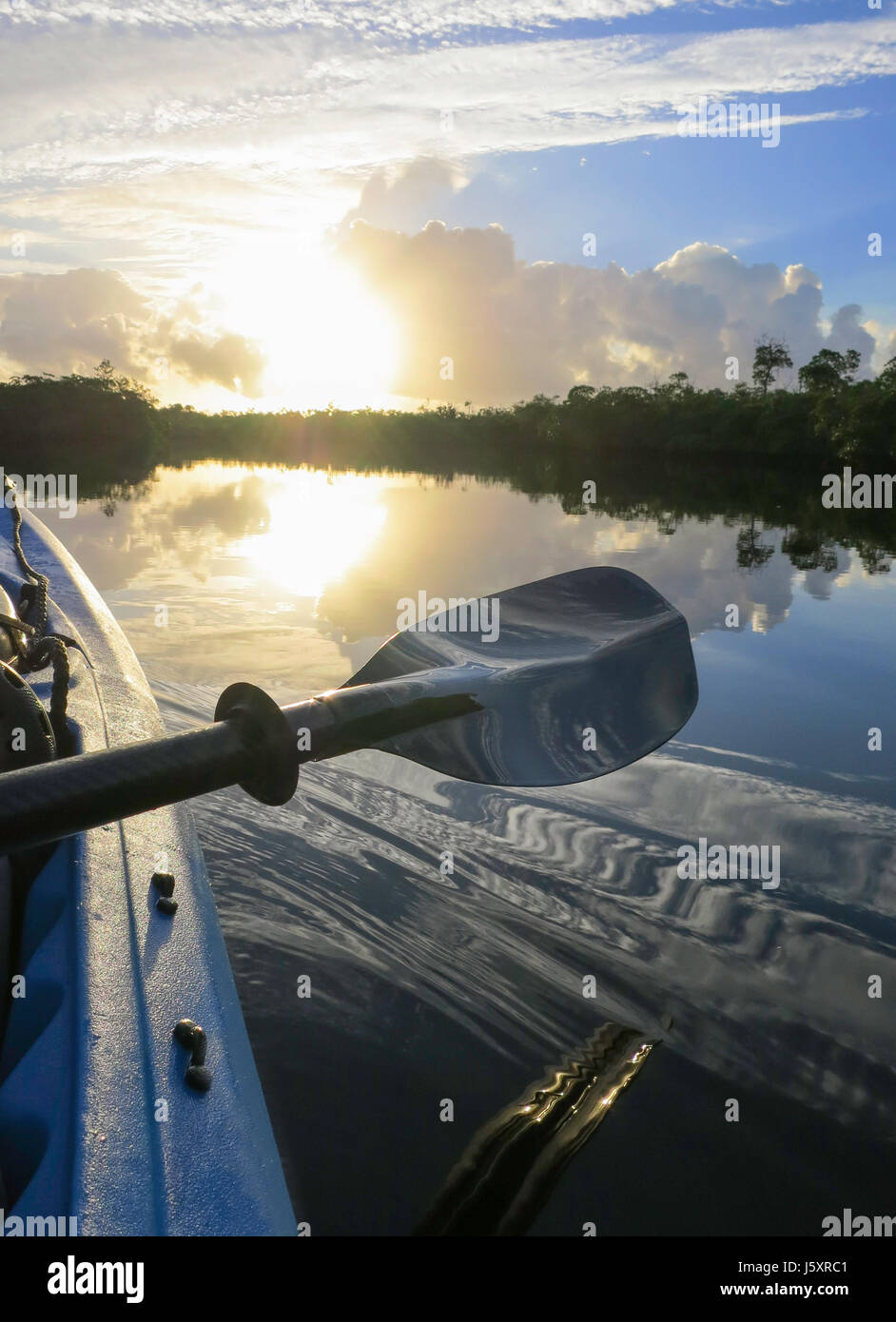 Dawn kayak paddle at sunrise through the mangrove creeks of Everglades
