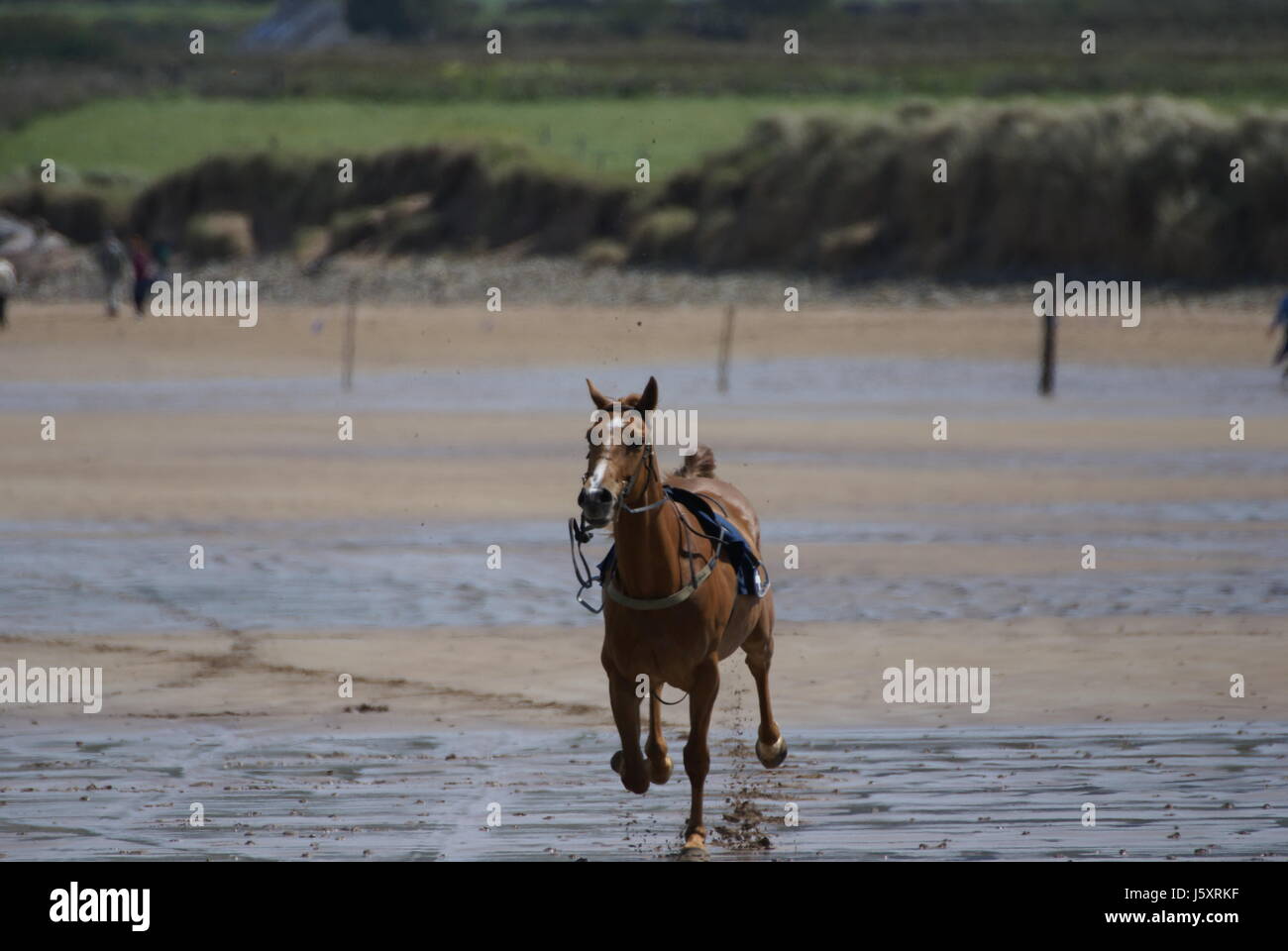 Thrown by horse hires stock photography and images Alamy