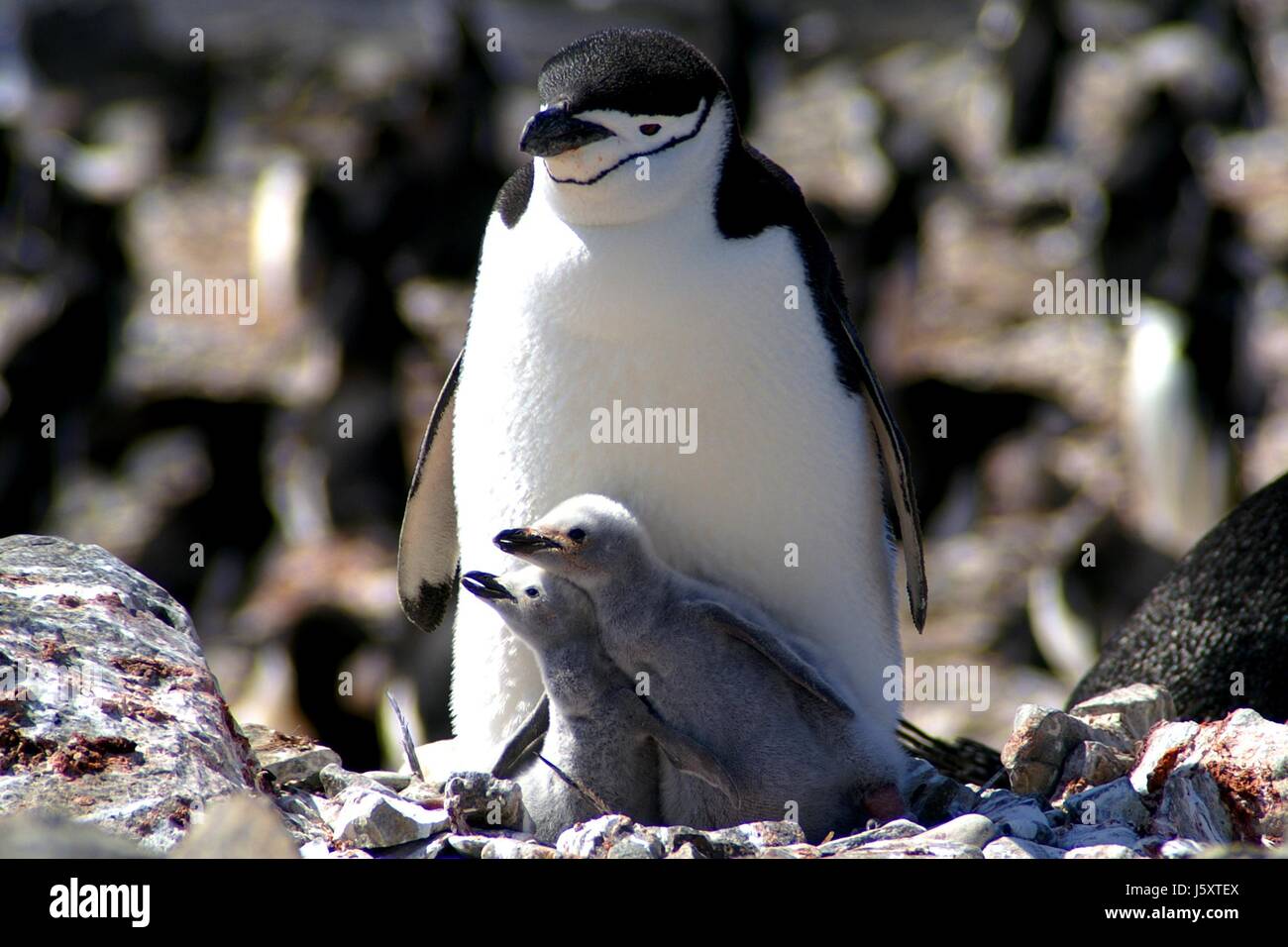 antarctic penguin chick rein polar antarctic beach seaside the beach seashore Stock Photo