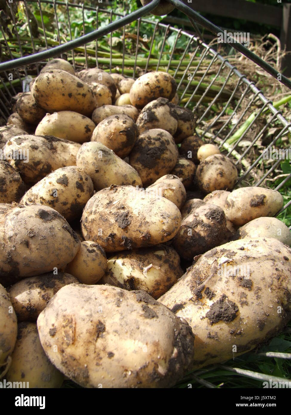 harvest time potato harvest harvest potatoes biological basket dynamic harvest Stock Photo