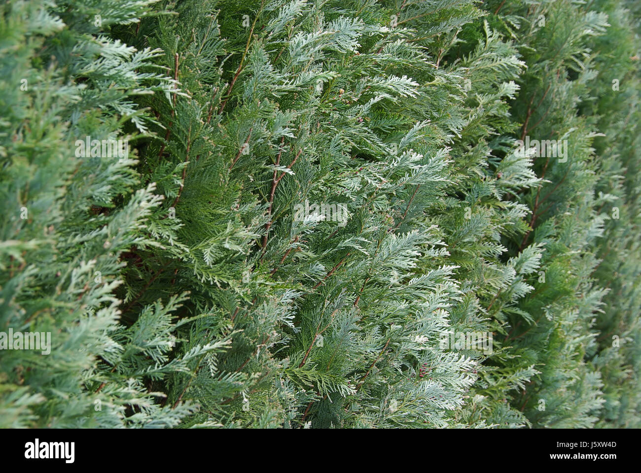 tree cypress arbor-vitae grove conifer leaf macro close-up macro admission Stock Photo