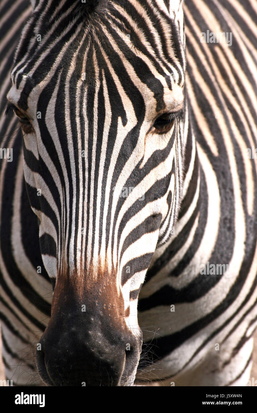 plains zebra Stock Photo
