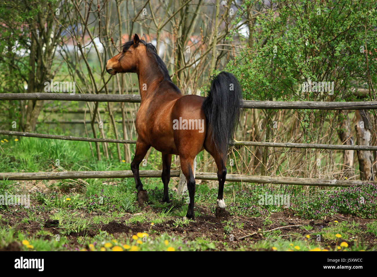 andalusian stallion Stock Photo