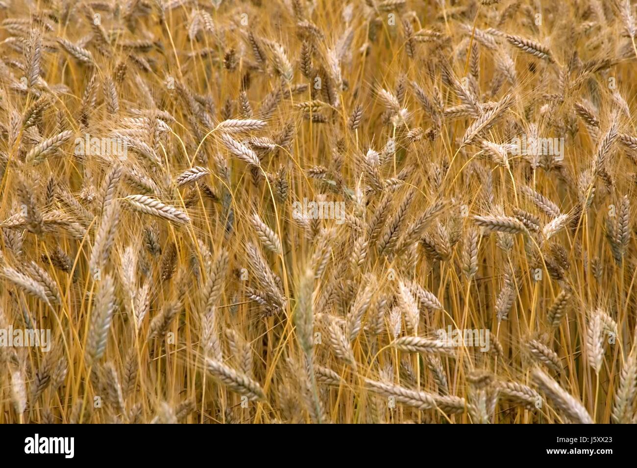 brown brownish brunette agriculture farming wheat hay backdrop ...