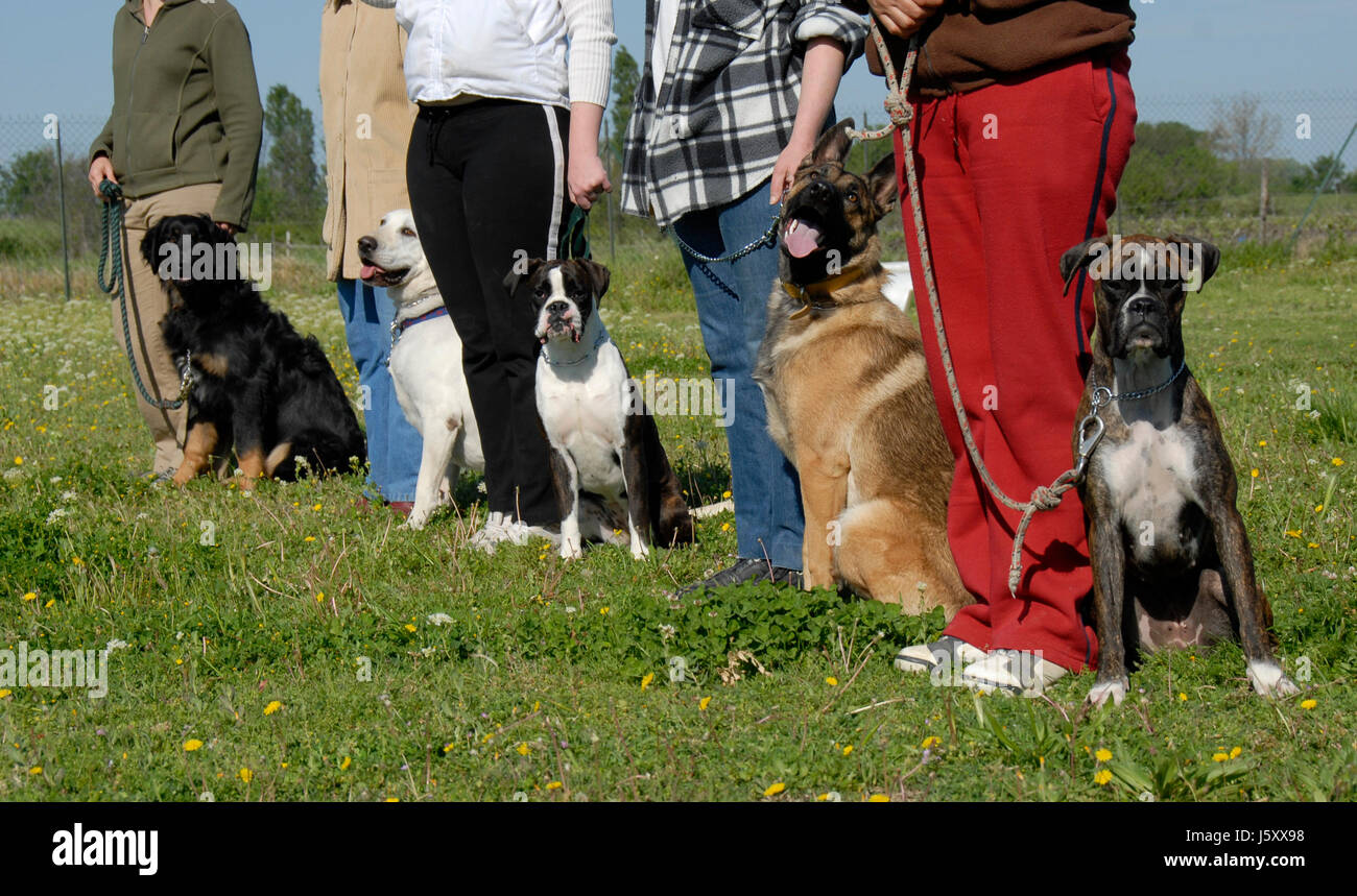 dog training trousers
