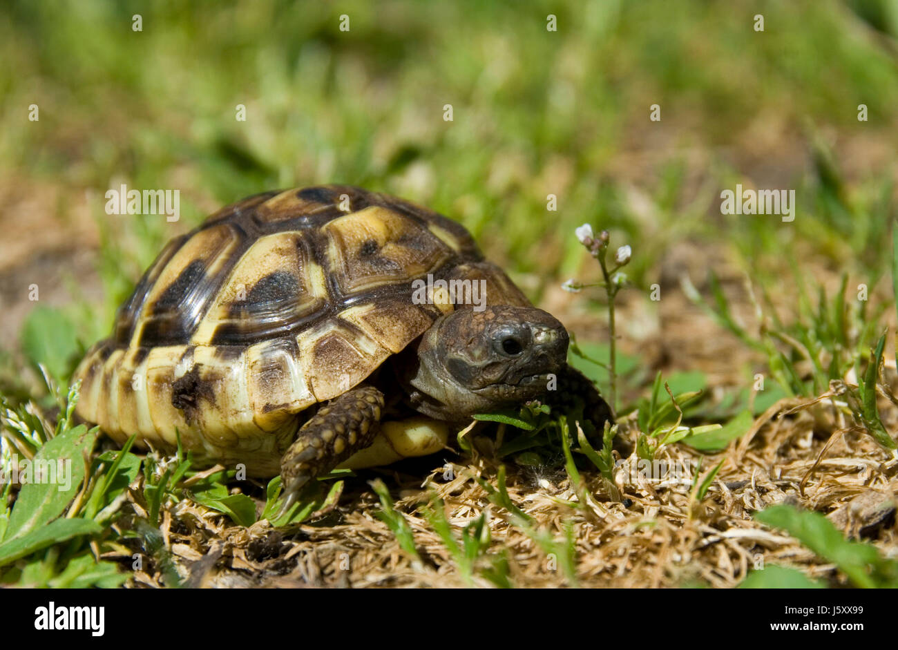 Tiny turtles hi-res stock photography and images - Alamy