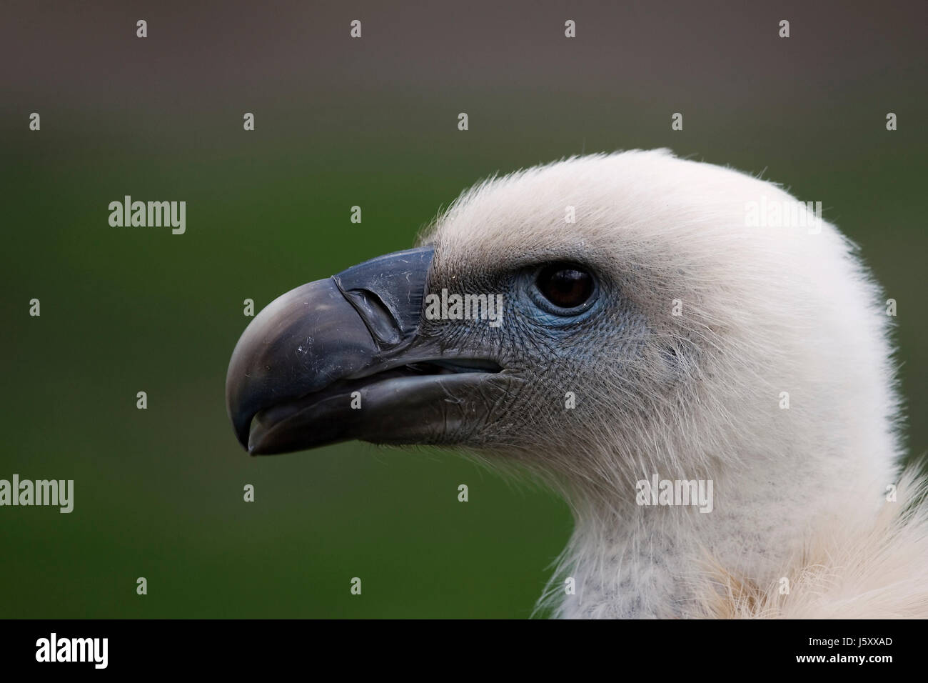 Pray Raptor birds of prey raptor vulture scavenger cathedral birds of prey raptor ...