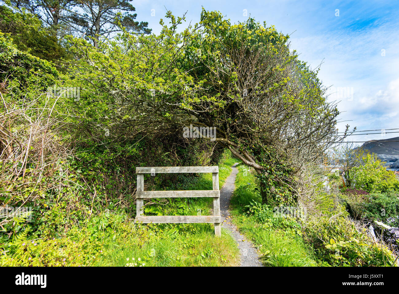 Cornish Coastal Footpath near Trevaunance Cove, St Agnes, Cornwall, UK. Stock Photo