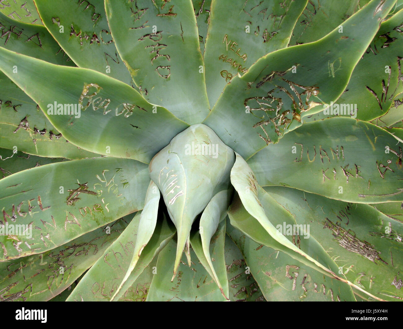 wellness aloe names carved plant plant green leaves thorns wellness canary  Stock Photo - Alamy