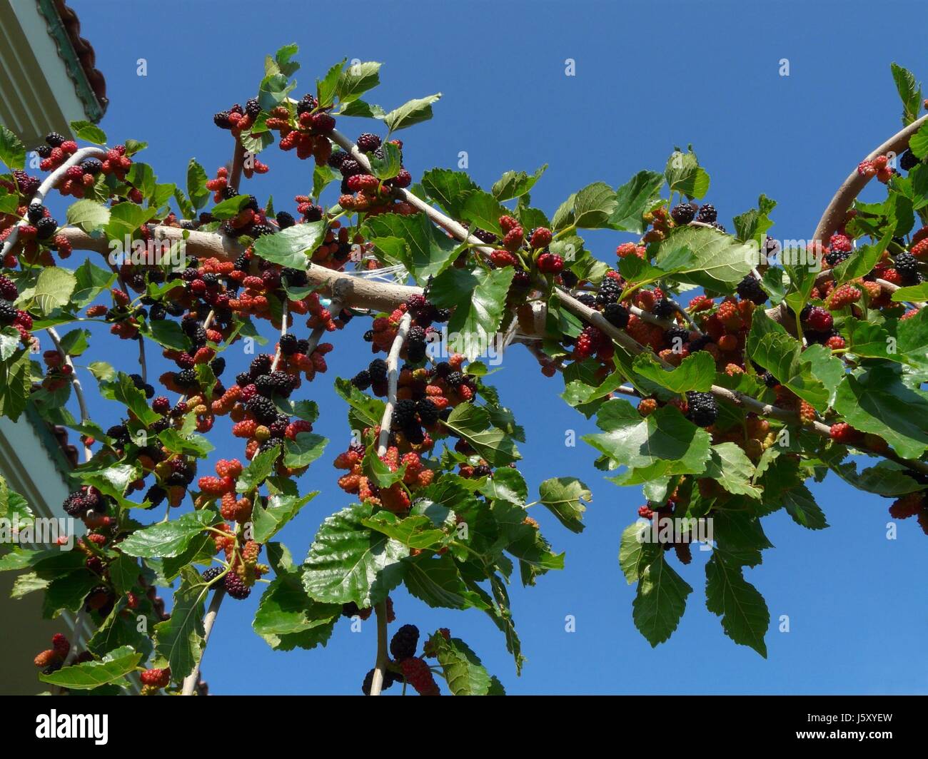 mulberry Stock Photo