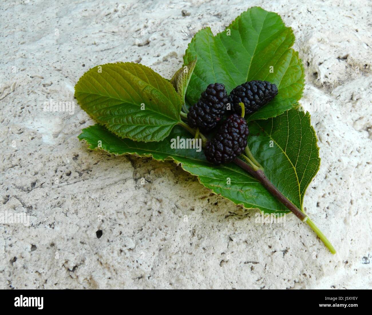 mulberries Stock Photo