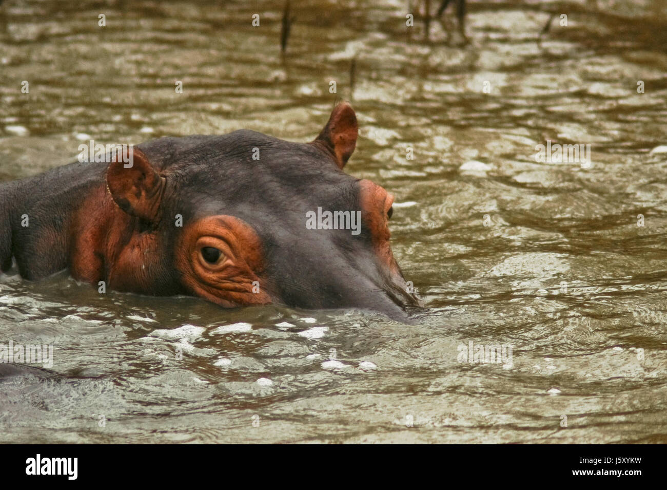 Sad hippo hi-res stock photography and images - Alamy