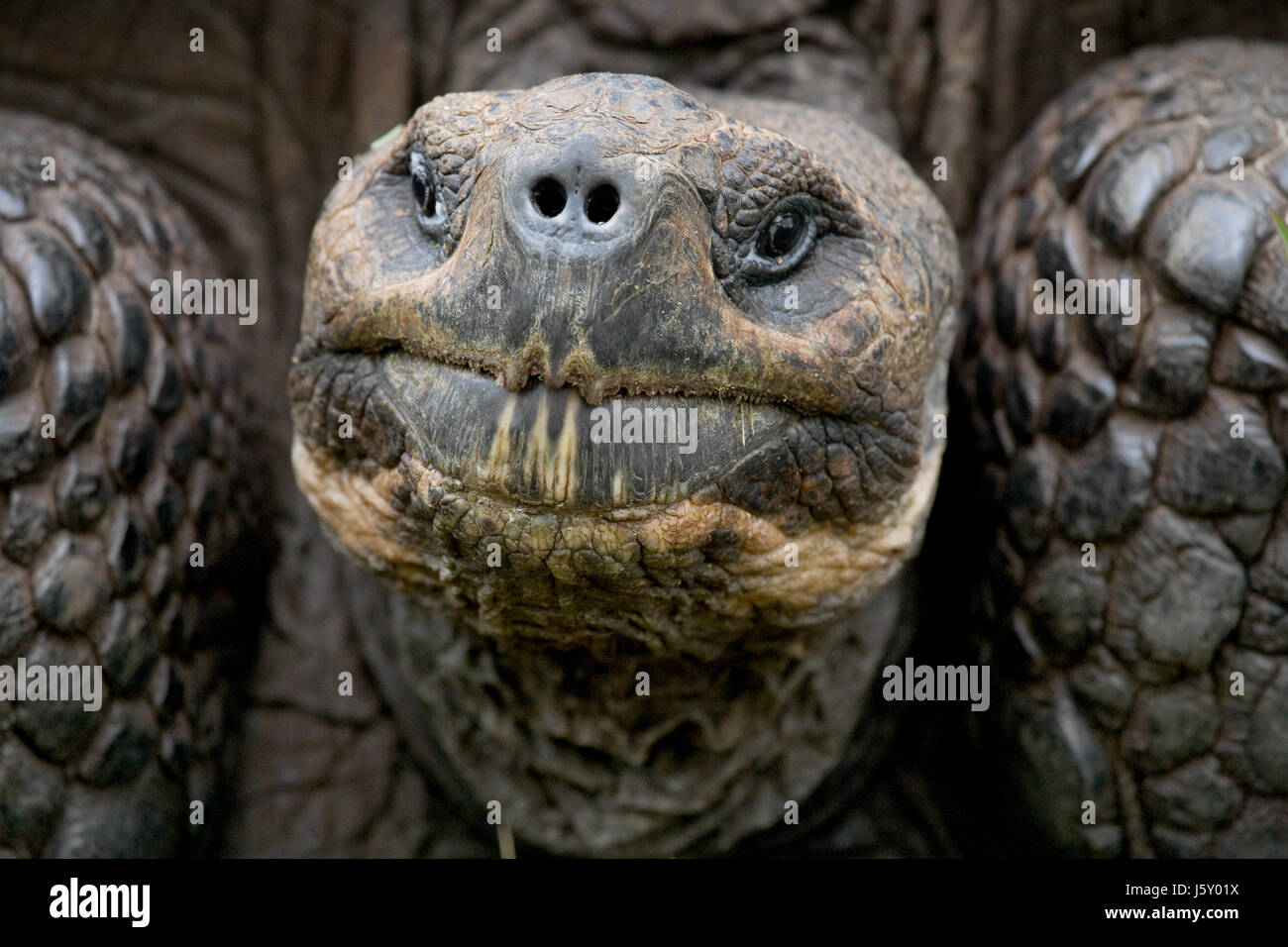 Portrait of giant tortoises. The Galapagos Islands. Pacific Ocean. Ecuador. Stock Photo