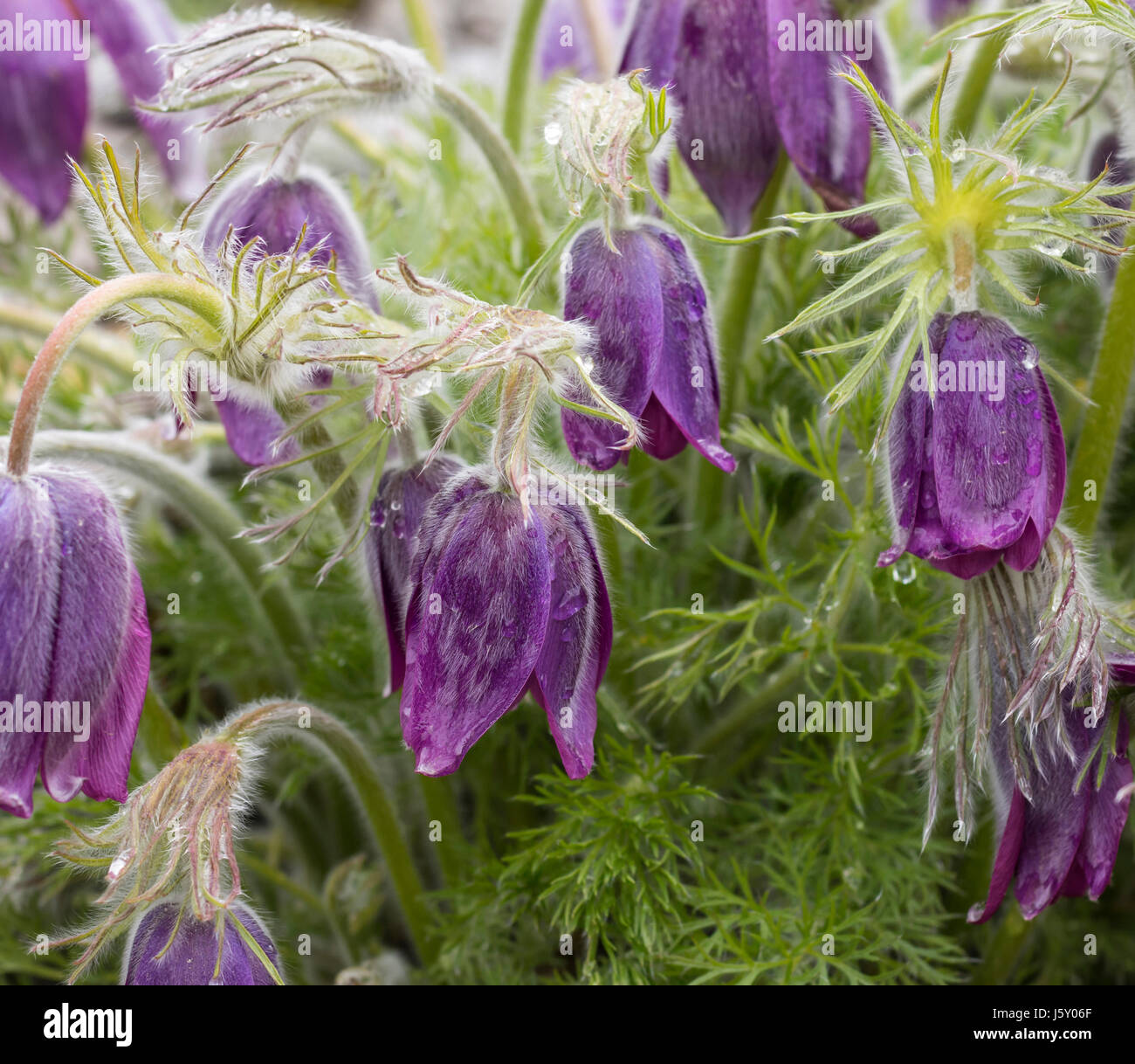 Pasque flower, Pulsatilla vulgaris, Group of purple flowers grbowing outdoor. Stock Photo