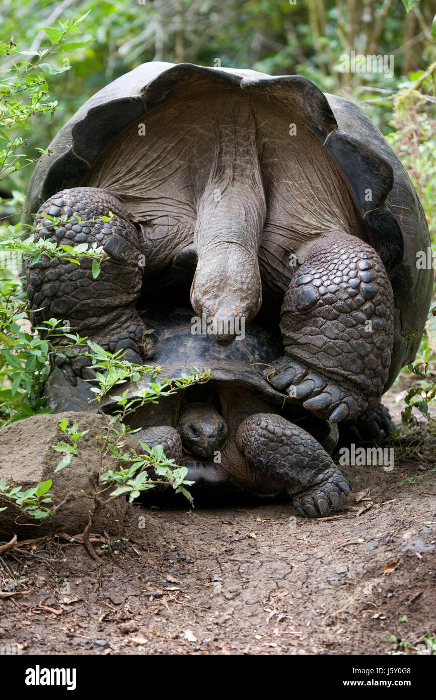 Two giant turtles making love. The Galapagos Islands. Pacific Ocean. Ecuador. Stock Photo