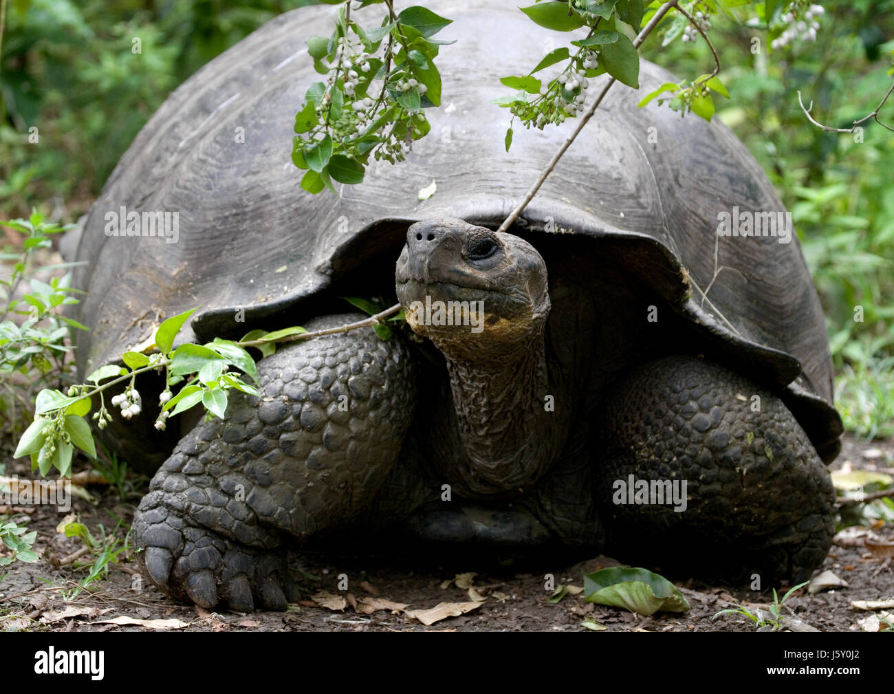 The giant turtle in the grass. The Galapagos Islands. Pacific Ocean. Ecuador. Stock Photo