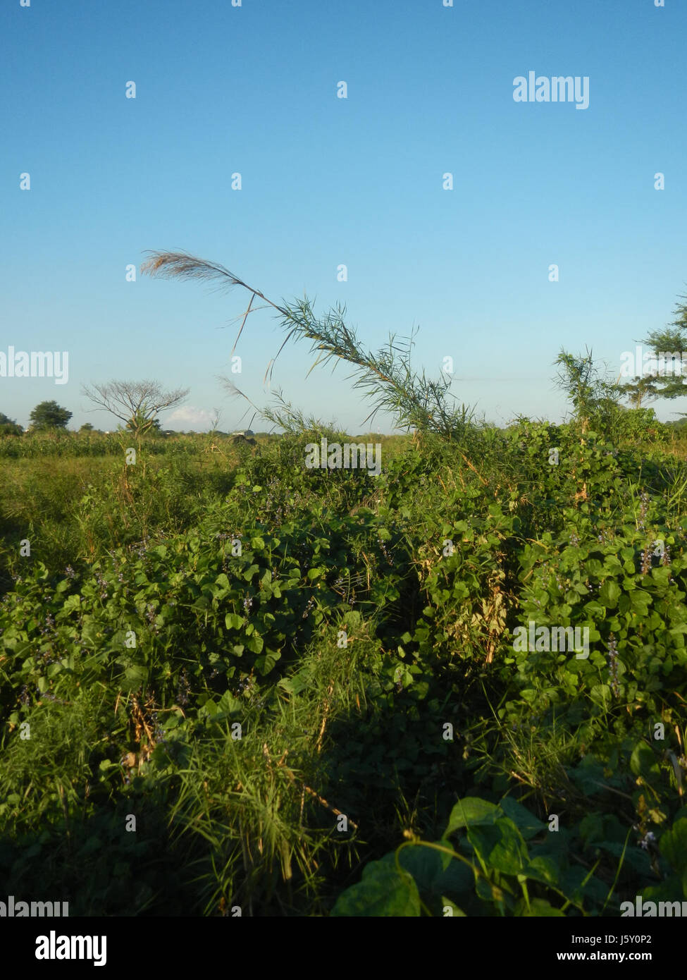 This image depicts the agricultural landscape of Bulacan, Philippines ...