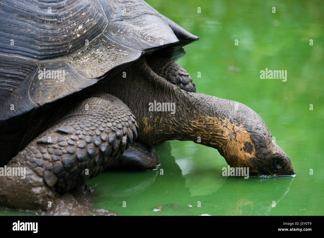 Gigantic tortoise drinks water from a puddle. The Galapagos Islands. Pacific Ocean. Ecuador. Stock Photo