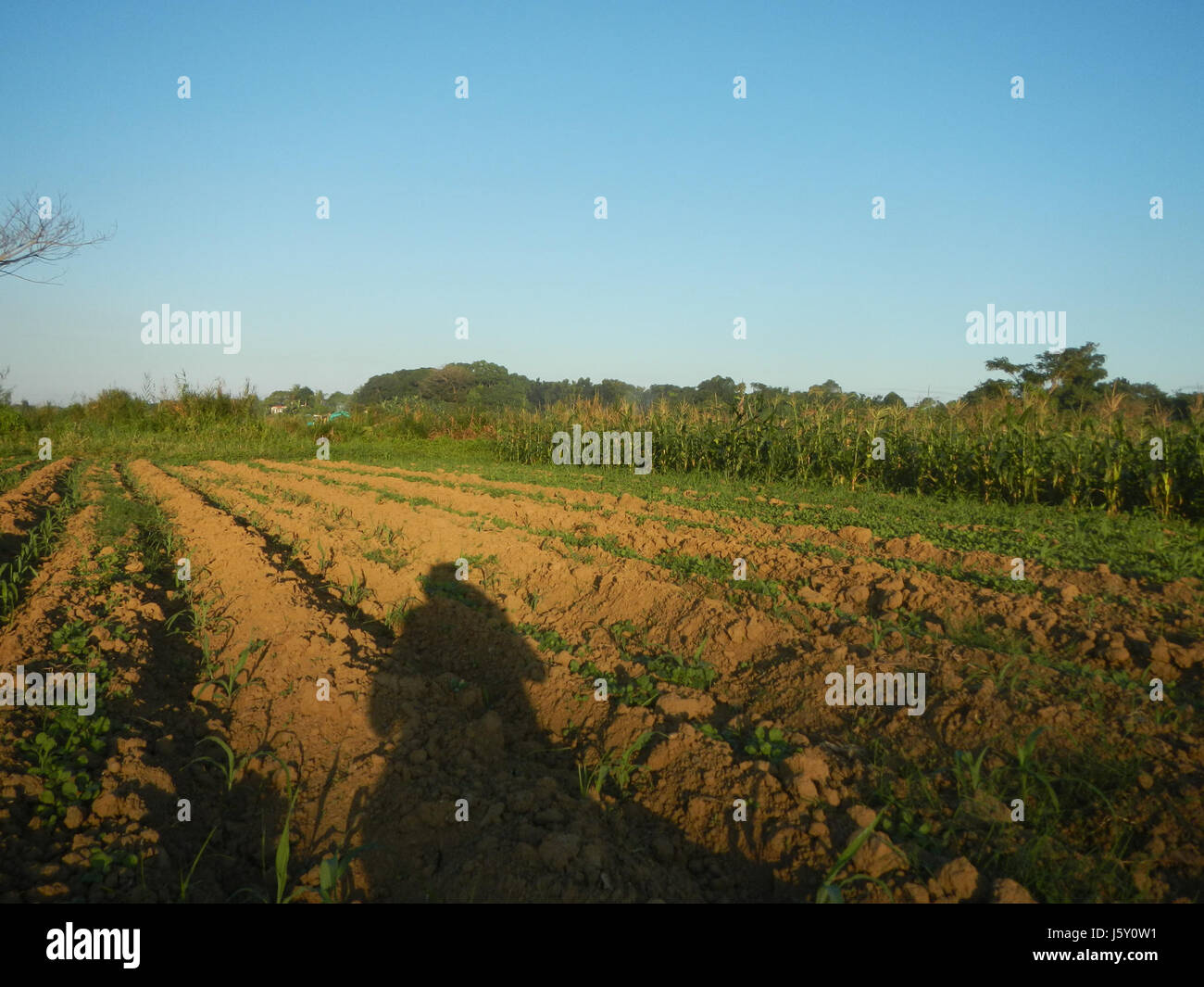 The image shows a rural landscape in Bulacan, Philippines, featuring ...