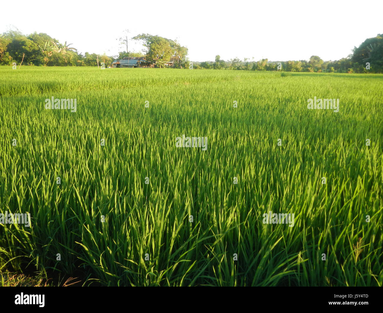 This title refers to a scene in the agricultural region of Bustos ...