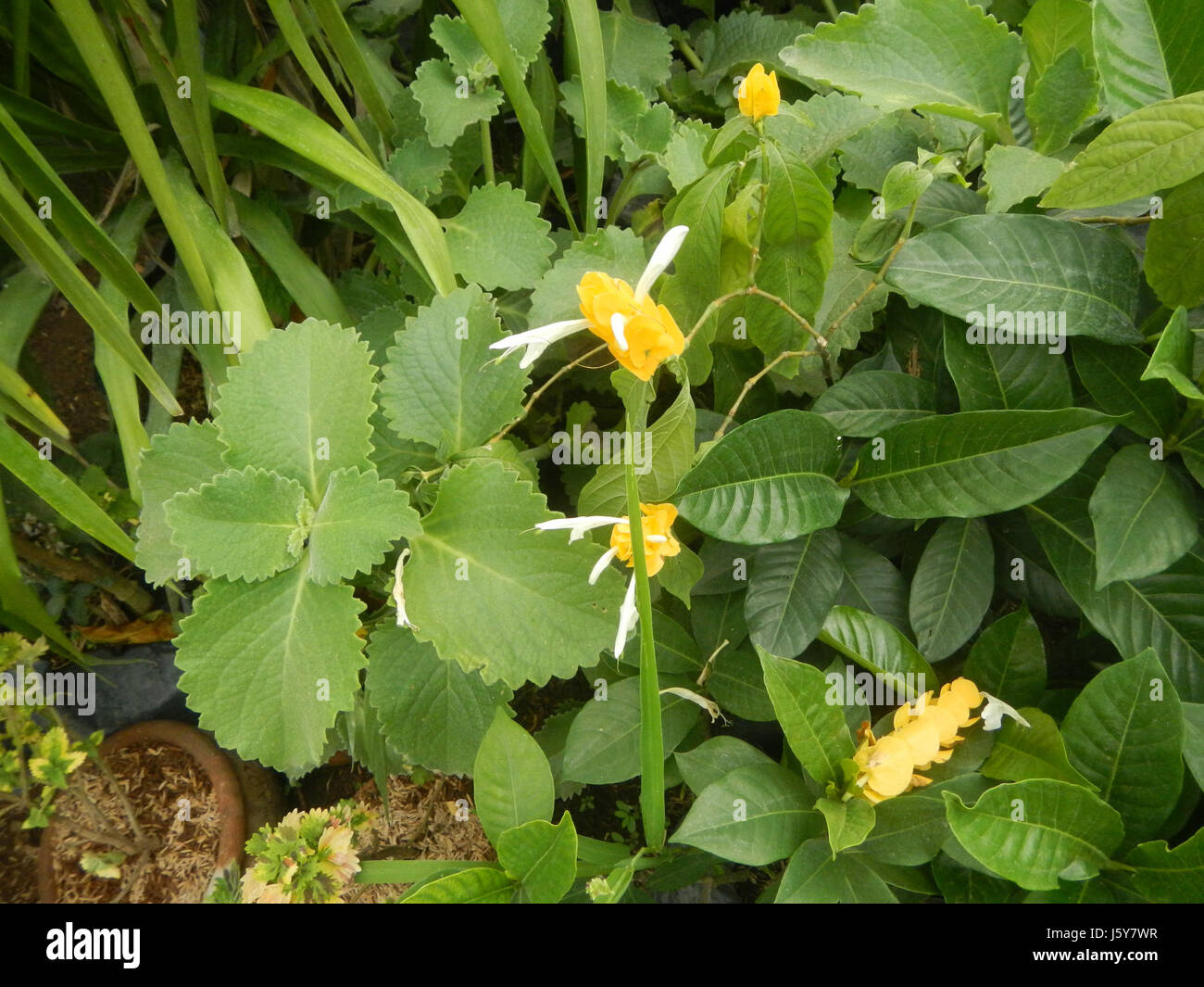 03368 Unidentified Yellow flowers insects Philippines  10 Stock Photo