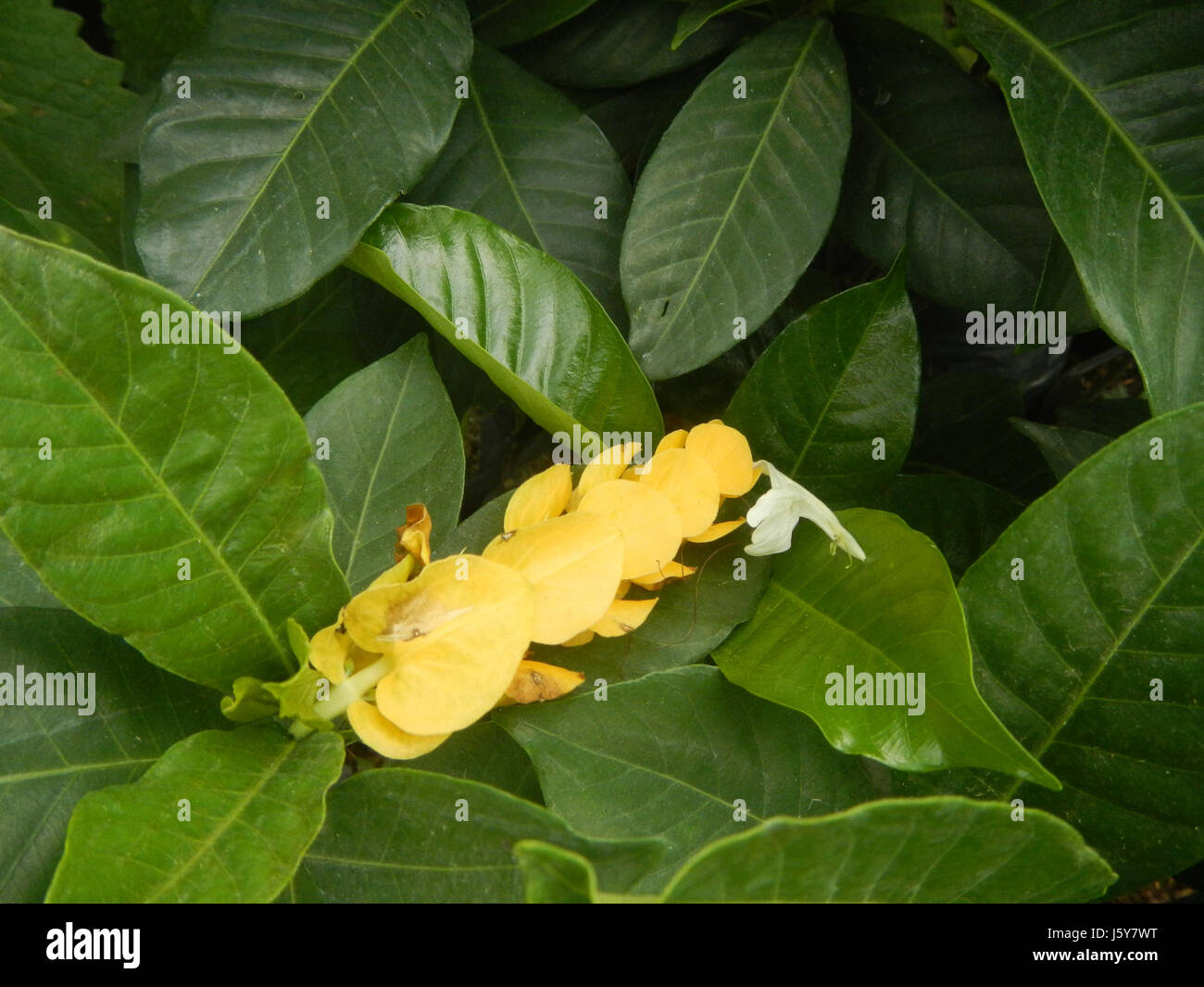 03368 Unidentified Yellow flowers insects Philippines  11 Stock Photo