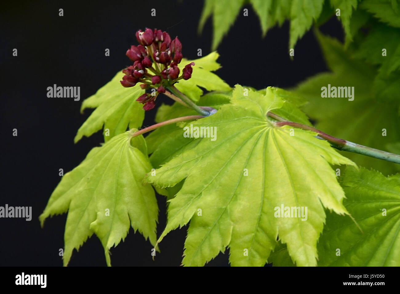 Goldahorn hi-res stock photography and images - Alamy