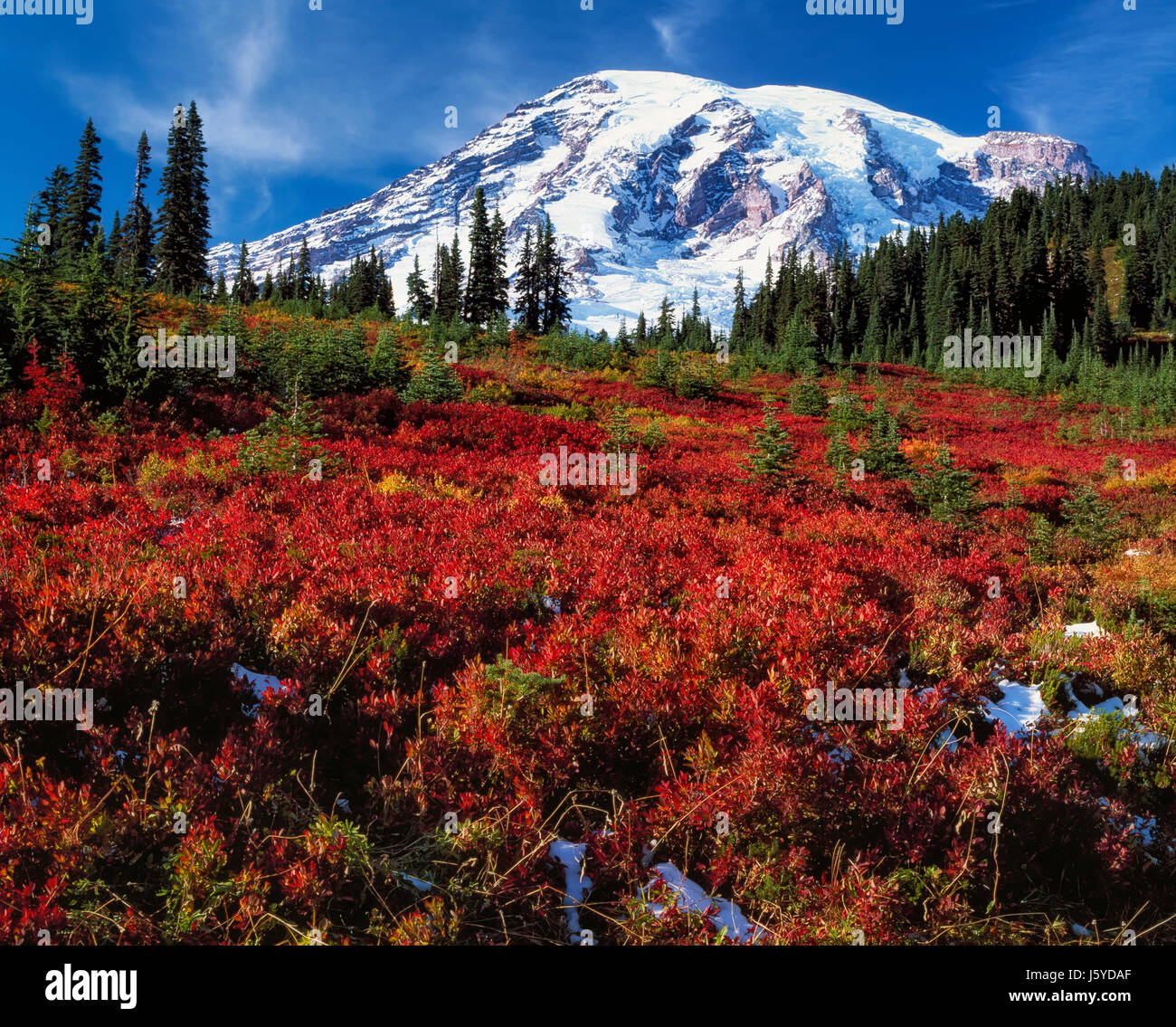 Early autumn snowfall on Washington's Mt Rainier with peak autumn colors of huckleberry in Paradise Meadow and Mount Rainier National Park. Stock Photo