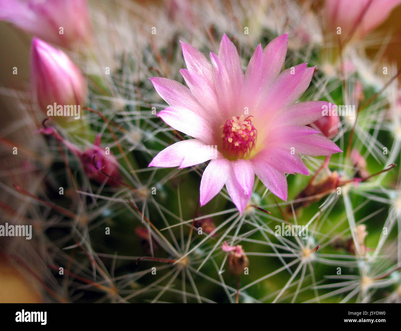 bloom blossom flourish flourishing pollen cacti cactus indoor plant plant macro Stock Photo Alamy