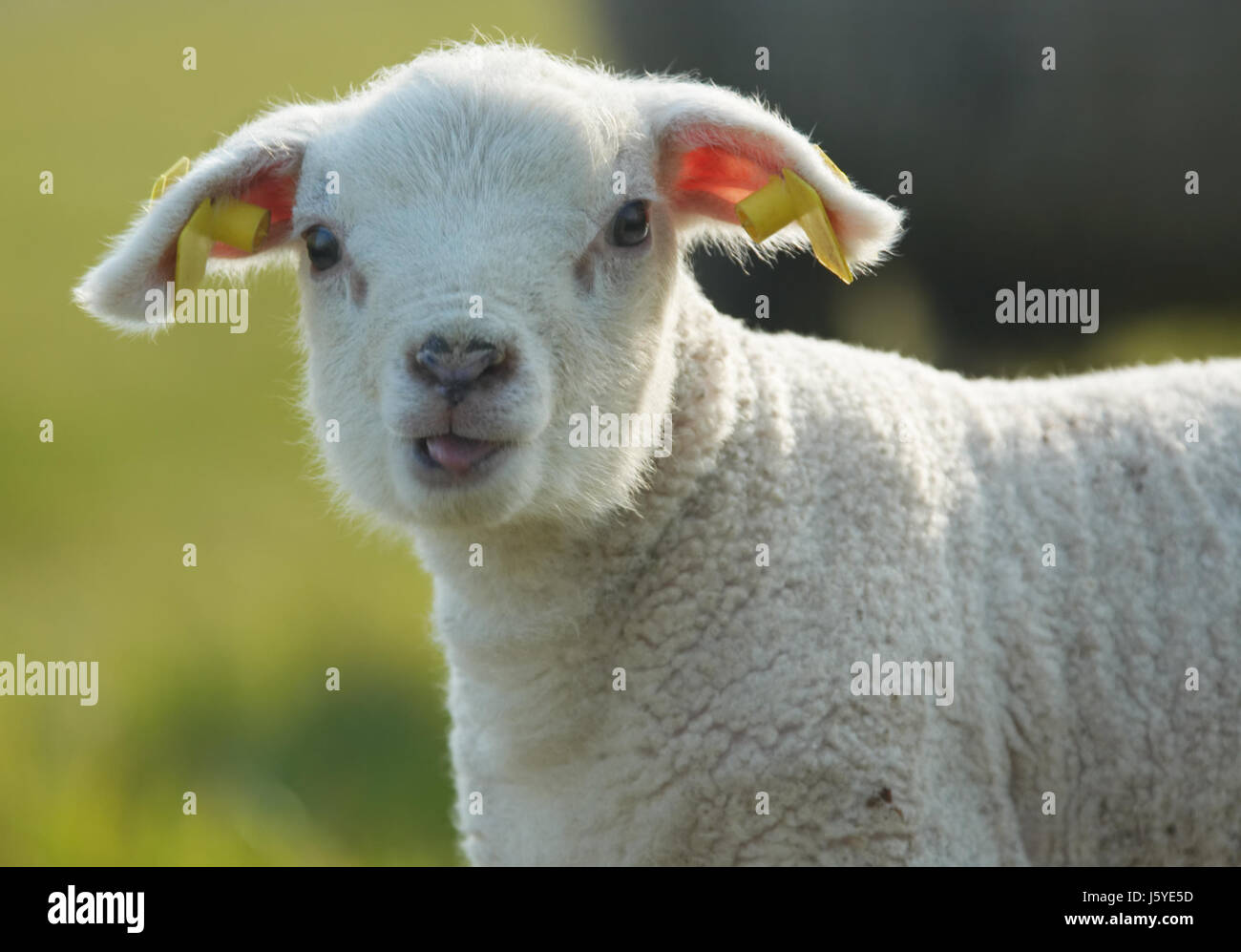 animal lambkin funny bleat lamb animal mammal curious nosey nosy  agriculture Stock Photo - Alamy