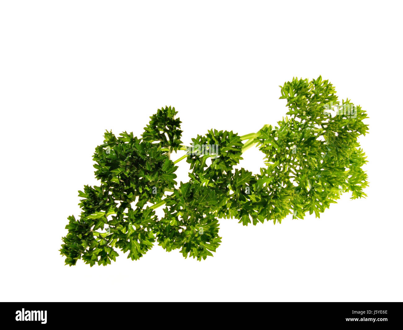 curly parsley Stock Photo