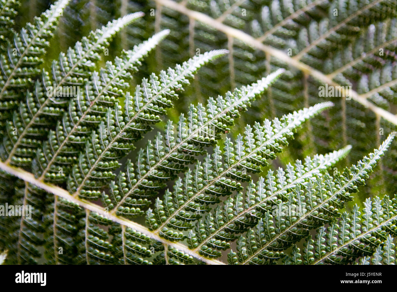 Fern first hi-res stock photography and images - Alamy
