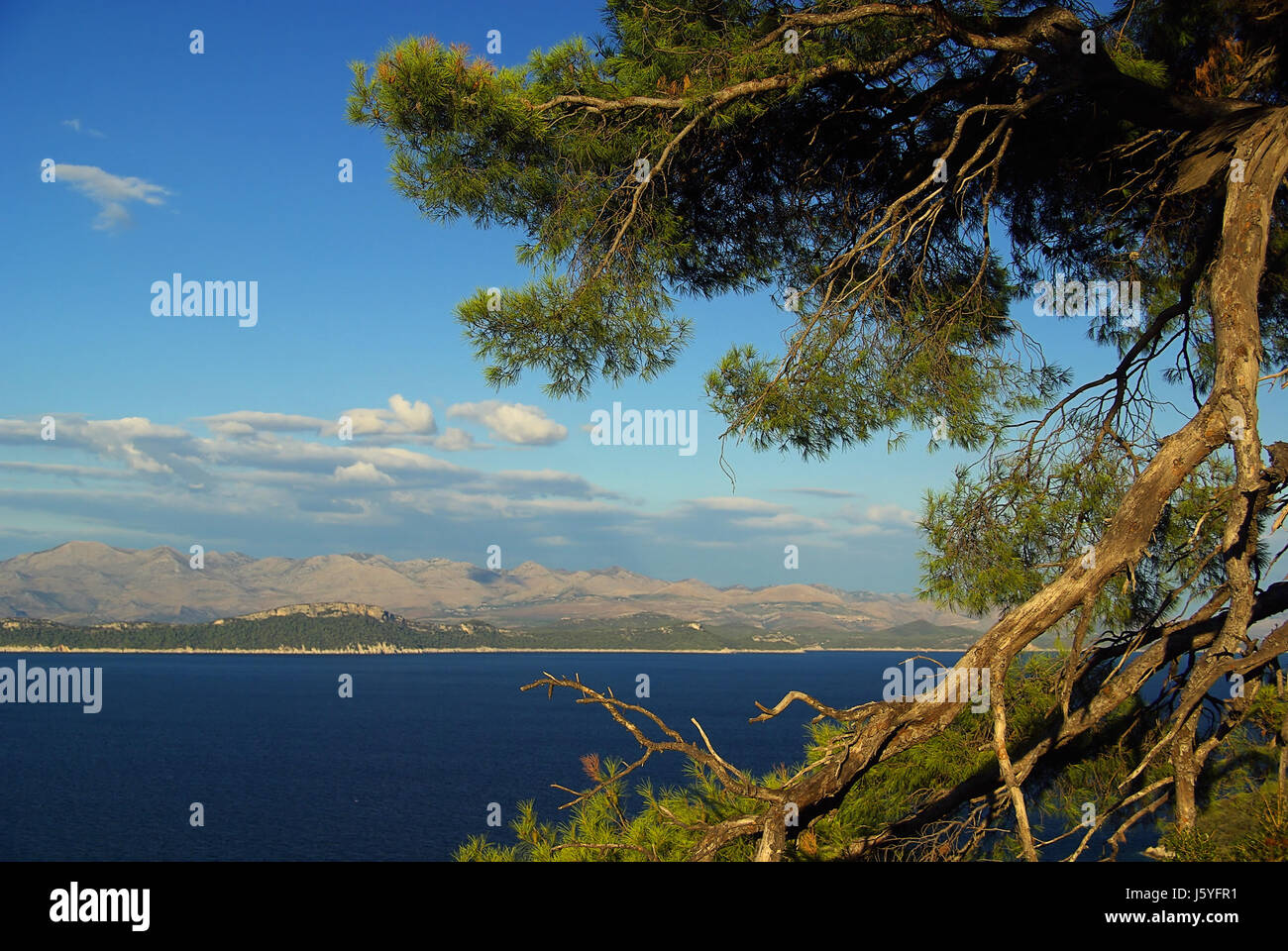 islands croatia dalmatia isle island blue tree pine water mediterranean ...