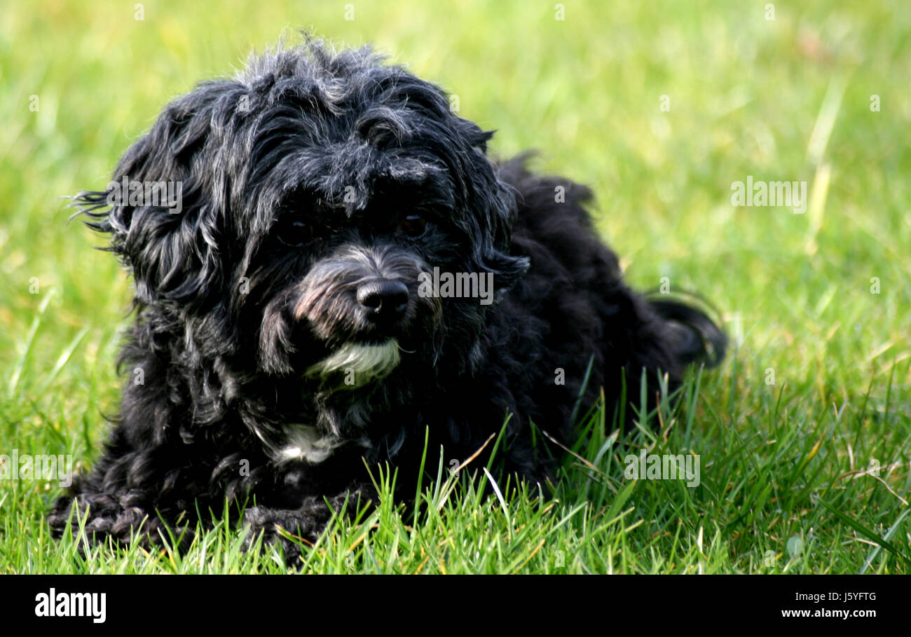 black swarthy jetblack deep black skin dog entice pedigree dog curls garden Stock Photo