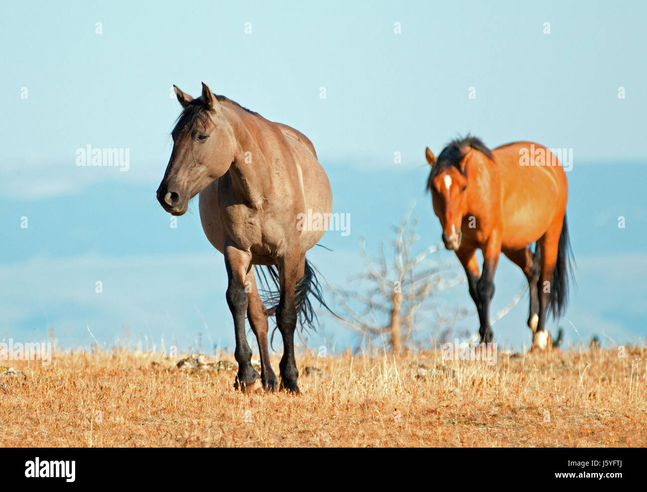 Wild Horses - Grullo Mare and Dun Stallion on Sykes Ridge in the Pryor