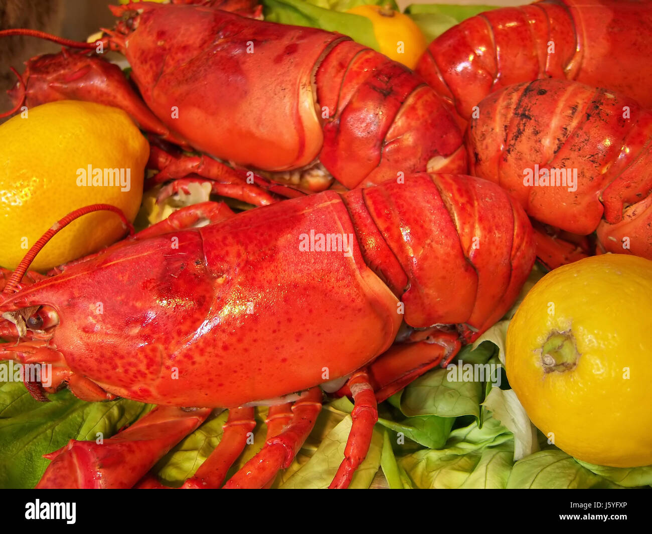 shellfish shellfishes lobster salad legs fish eye organ eyes gourmet