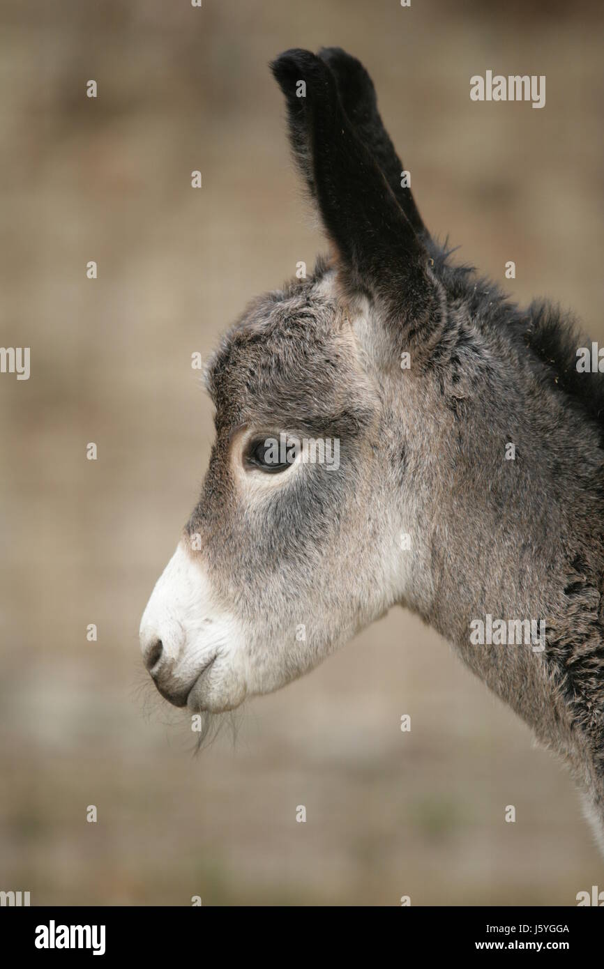 obstinate donkey horse foal young animal farm animal agriculture ...