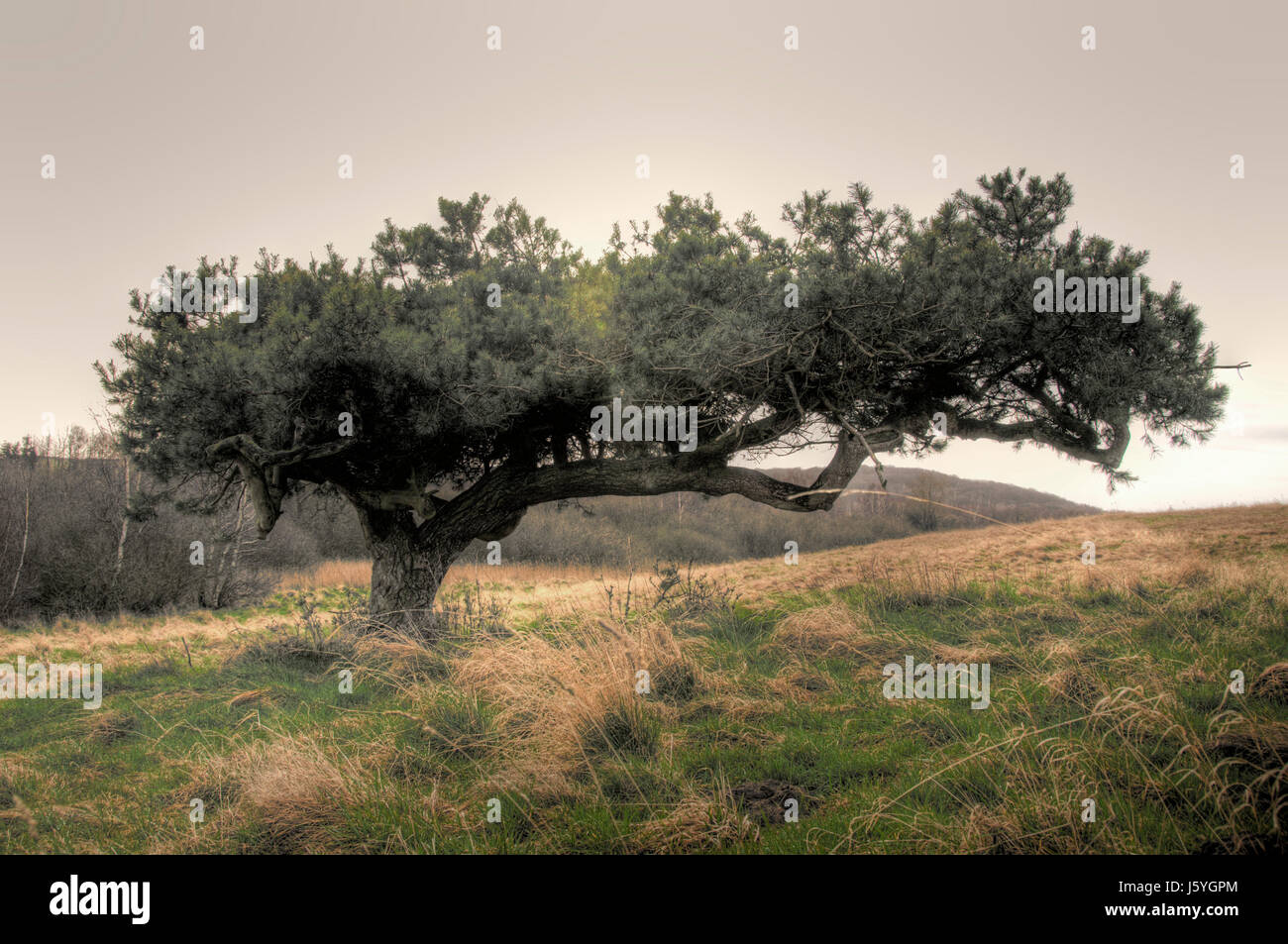 Crooked Direction tree reprove north wind direction crooked warped hunchbacked humpbacked ...