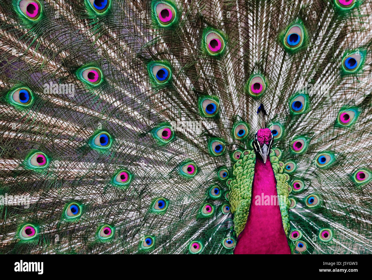 Peacock Ritual beautiful beauteously nice bird male masculine peacock ritual display ...