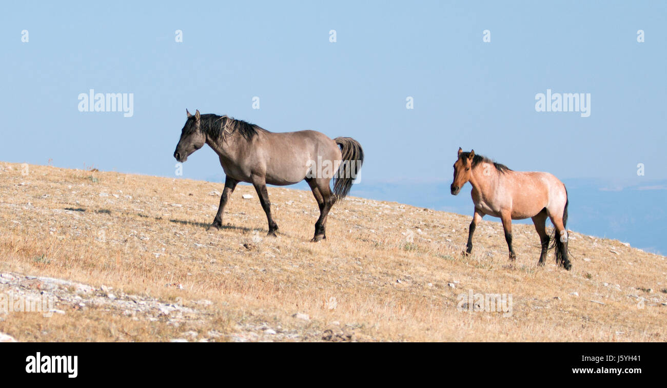 Grullo Stallion and Cinnamon Red Roan Mare climbing Sykes Ridge in the