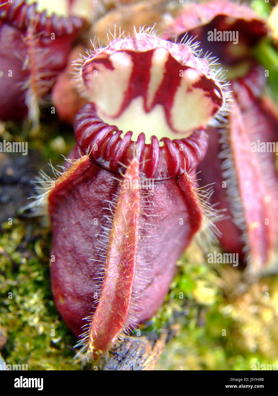 plant insect hairs fen moss lid adhesive cases trap carnivorous red ...