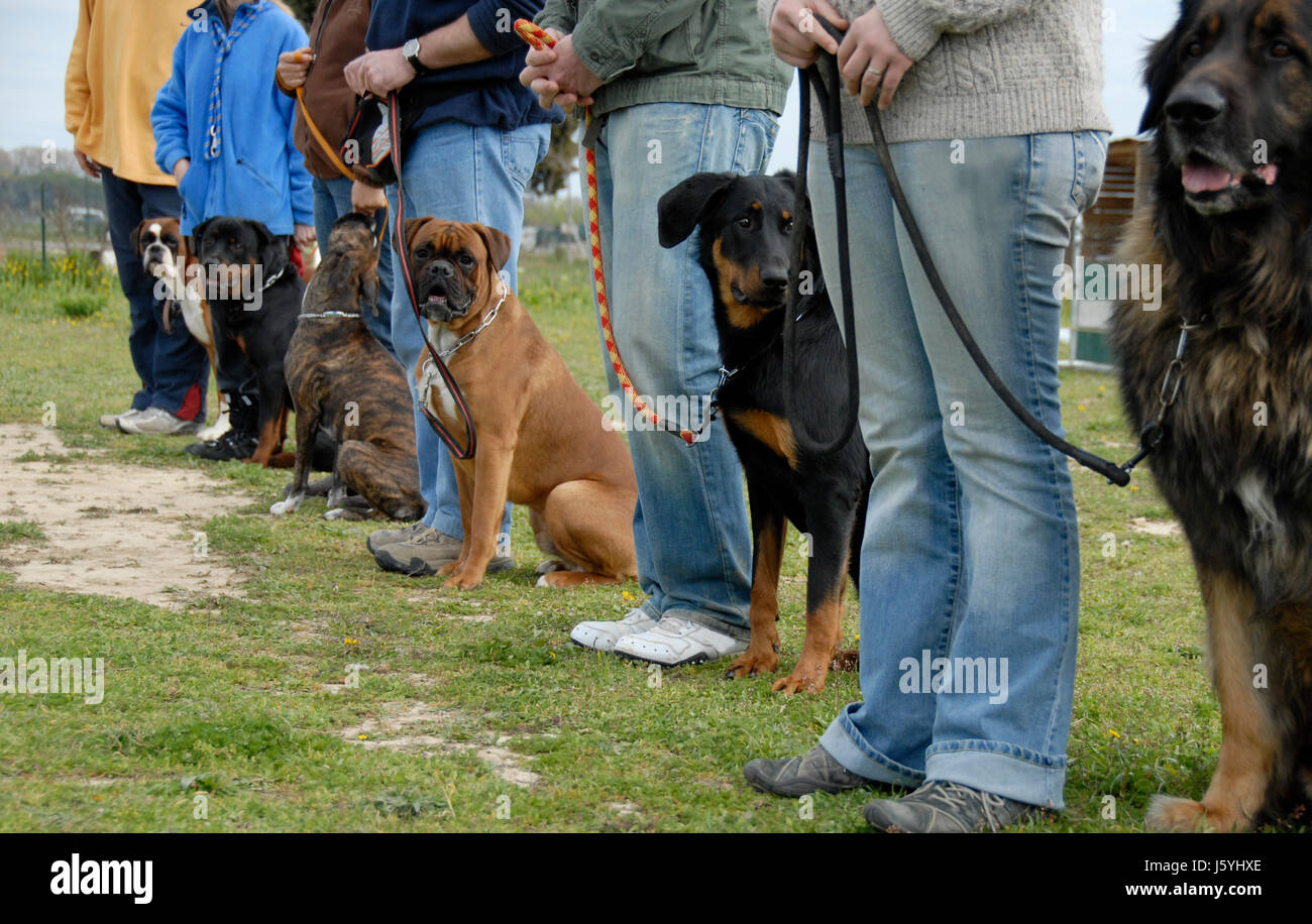 dog training trousers