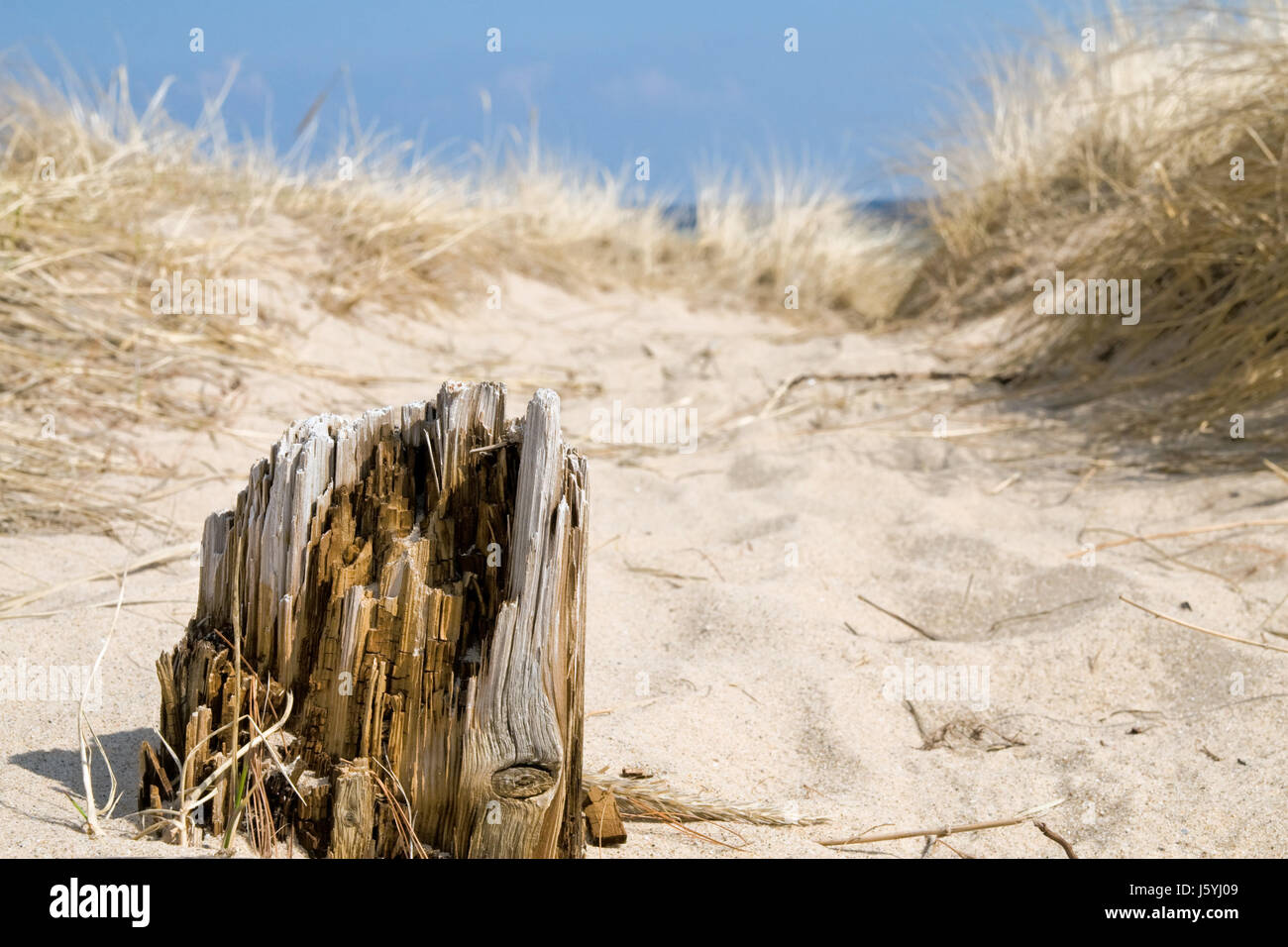 dock decay timber sands sand ground soil earth humus beach seaside the  beach Stock Photo - Alamy