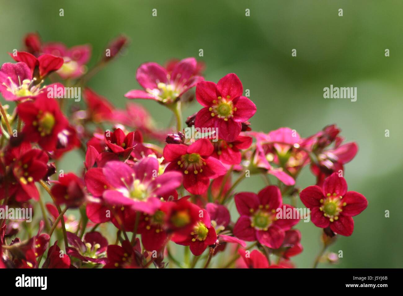 blossoms bleed rockery red green alps small tiny little short spring stamp Stock Photo