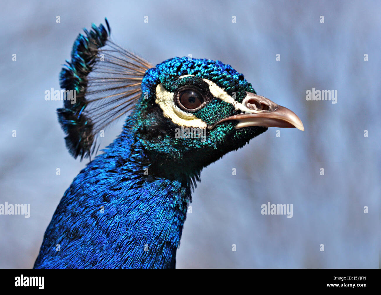 blue-bird-portrait-birds-coloured-beak-bright-shiny-crown-peacock-beaks